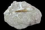 Fossil Plesiosaur (Zarafasaura) Tooth - Morocco #127453-1